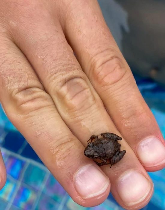 צפרדע קטנטונת בסנצ'וס ביץ
