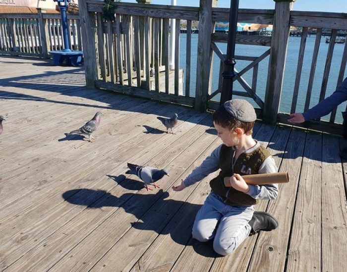 ילד מאכיל ציפורים האכלת חיות