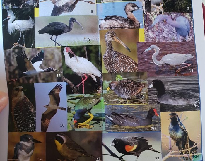 שמות ציפורים מידע שמורת טבע