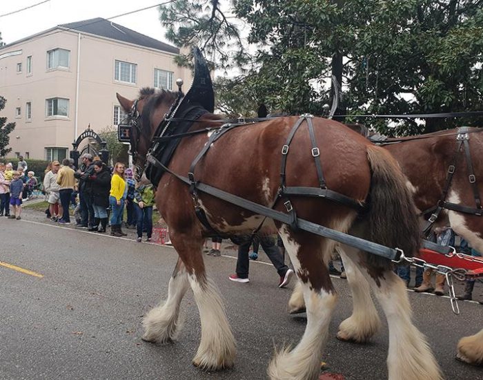 סוסים במרדי גרא בניו אורלינס