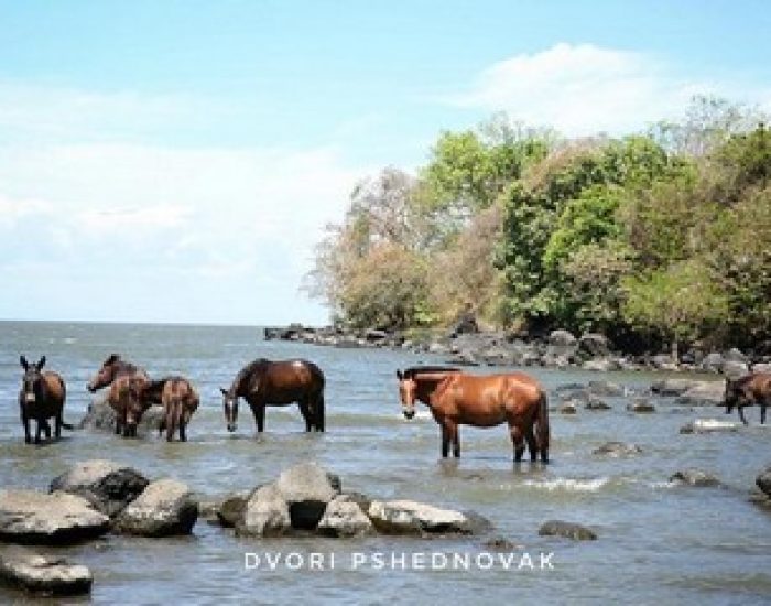 סוסים בימת ניקרגואה