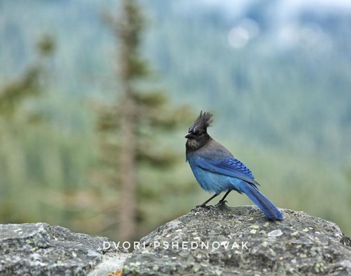 ציפור כחולה יפיפיה