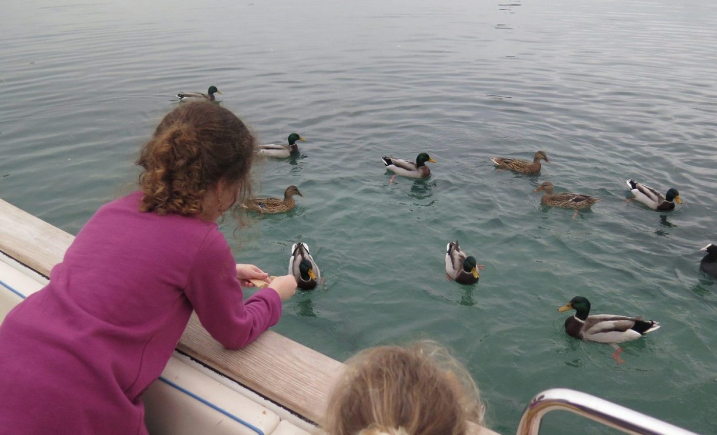 שייט והאכלת ברווזים באגם גארדה
