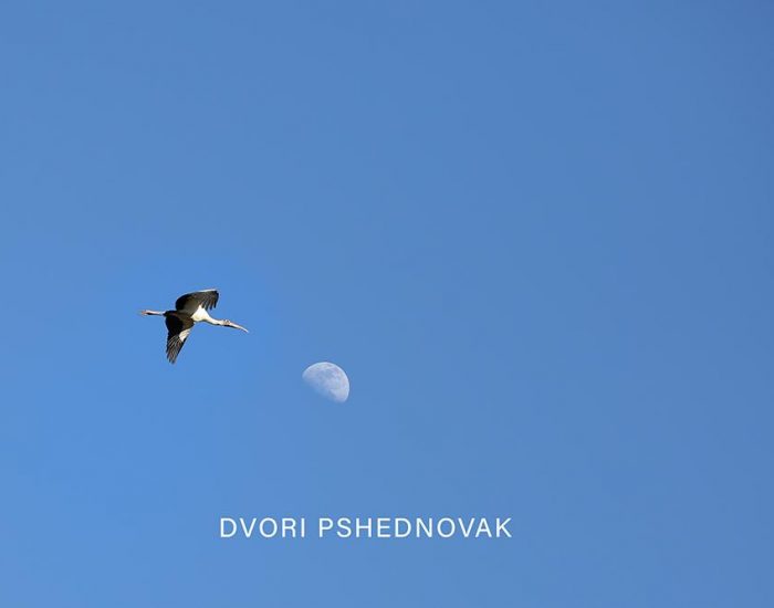 ציפור מגיעה לירח