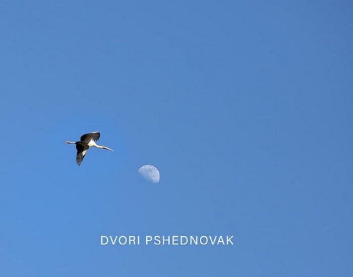 ציפור מגיעה לירח