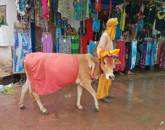 פרות קדושות בשוק בפושקר