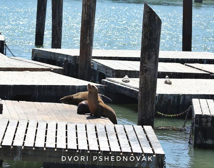 כלבי הים נעלמו יחד עם התיירים בקורונה