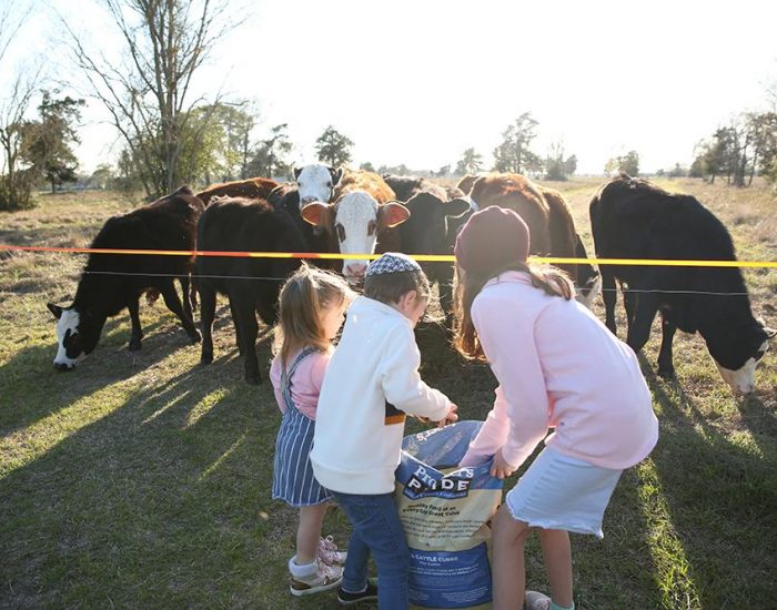 מאכילים פרות בחווה בטקסס