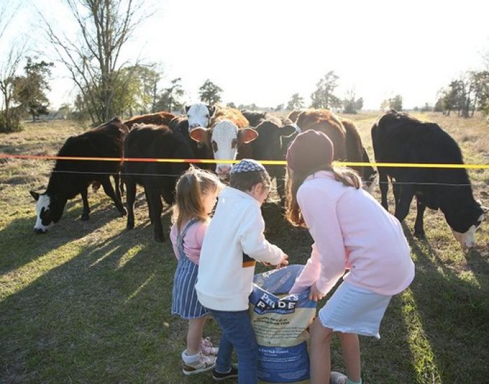 מאכילים פרות בחווה בטקסס