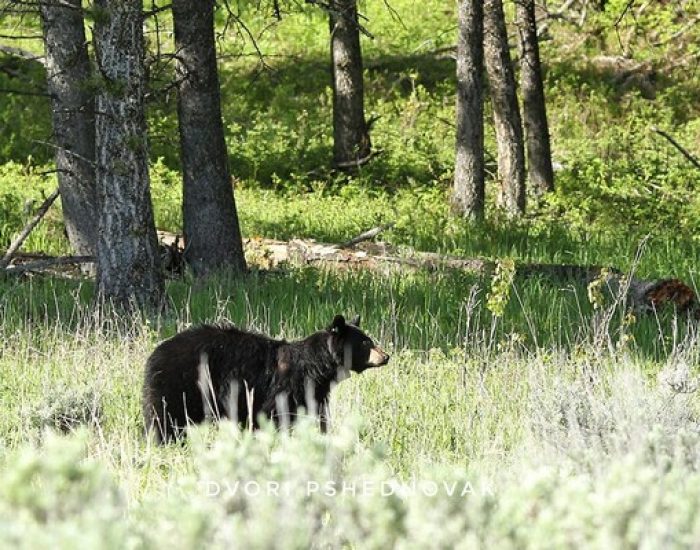 דוב שחור בפארק ילוסטון