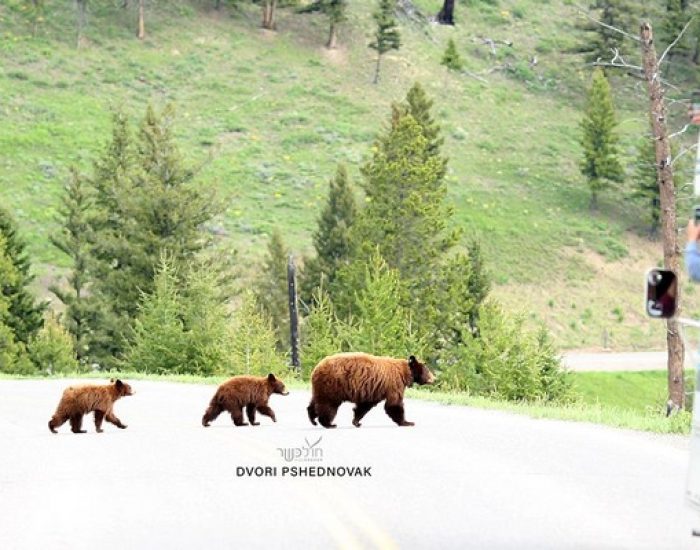 Grizzly Bear with 2 Cubs in Yellowstone Park!